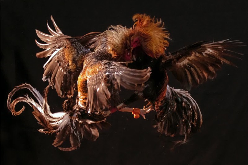 Đá gà cựa tròn V9Bet - Cách bắt chiến kê chuẩn xác 99% 1 Đá gà cựa tròn V9Bet