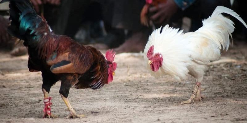 Đá gà cựa tròn V9Bet - Cách bắt chiến kê chuẩn xác 99% 3 Đá gà cựa tròn V9Bet