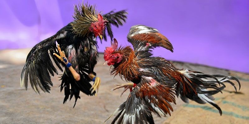 Đá gà cựa tròn V9Bet - Cách bắt chiến kê chuẩn xác 99% 4 Đá gà cựa tròn V9Bet