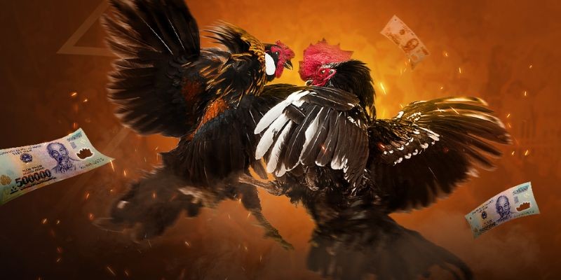 Đá gà Thomo V9Bet: Tỷ lệ thưởng cao, LIVE full HD từ Campuchia 4 Đá gà Thomo V9Bet