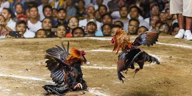 Đá gà cựa tròn V9Bet - Cách bắt chiến kê chuẩn xác 99% 2 Đá gà cựa tròn V9Bet