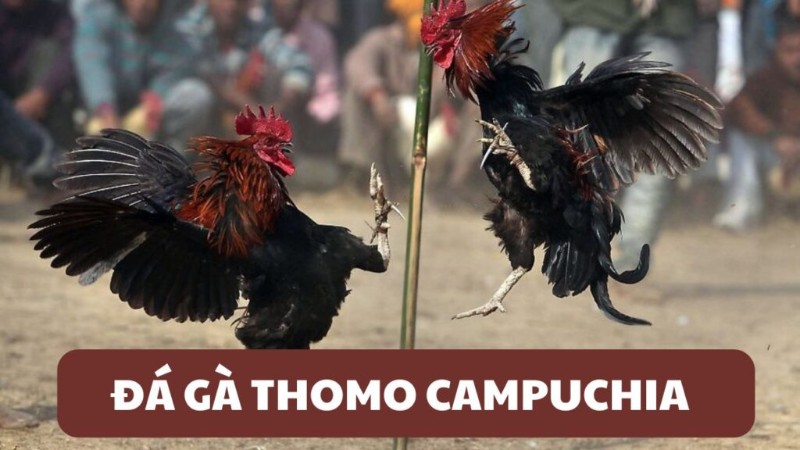 Đá gà Thomo V9Bet: Tỷ lệ thưởng cao, LIVE full HD từ Campuchia 2 Đá gà Thomo V9Bet